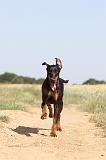 DOBERMANN 577